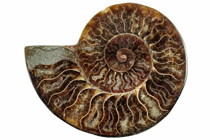 Cut & Polished Ammonite Fossil (Half) - Madagascar #317931